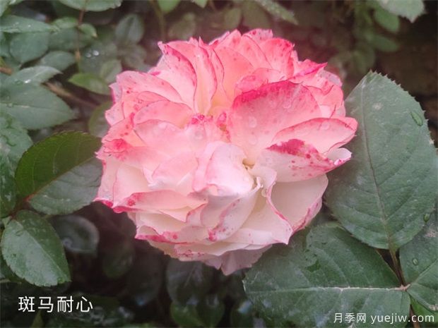 种植树状月季苗用什么土比较合适呢?(图1) 种植树状月季苗用什么土比较合适呢?(图1)