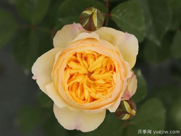 雀啾月季的优缺点是什么?(图1) 雀啾月季的优缺点是什么?(图1)