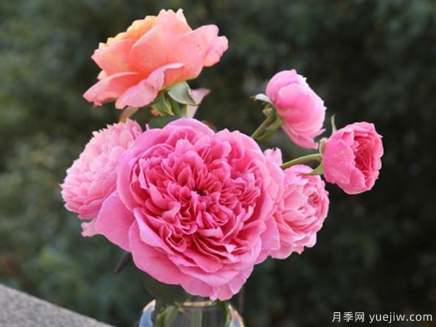 薰兰胭脂月季(图1) 薰兰胭脂月季(图1)