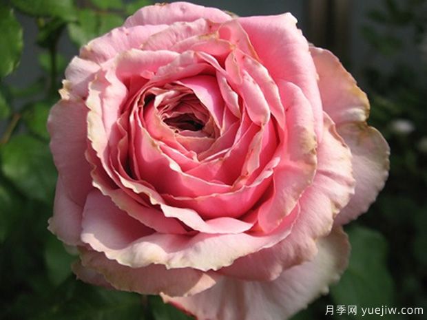 新礼服月季的优缺点是什么？(图1)