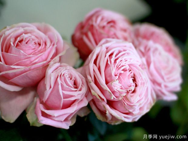 新礼服月季/漂亮的裙子月季(图2) 新礼服月季/漂亮的裙子月季(图2)