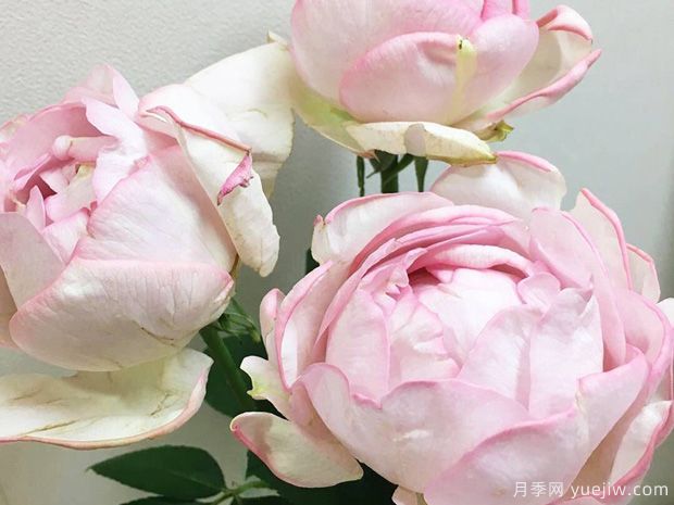 伊芙逸话月季(图1) 伊芙逸话月季(图1)