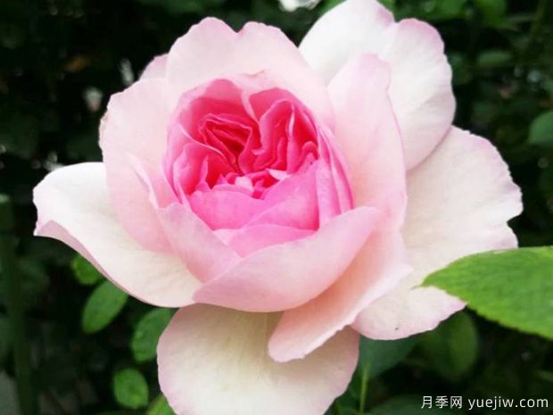 伊芙逸话月季(图2) 伊芙逸话月季(图2)