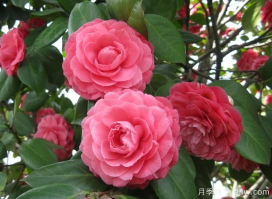 山茶花的特性,制作盆景茶花的技巧(图1) 山茶花的特性,制作盆景茶花的技巧(图1)