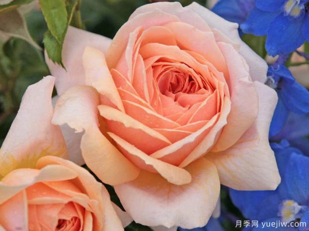 橙玫瑰有哪些含义(图1)