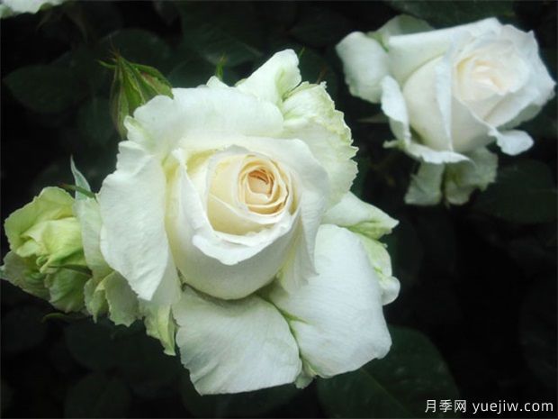 绿色玫瑰有哪些含义(图1) 绿色玫瑰有哪些含义(图1)