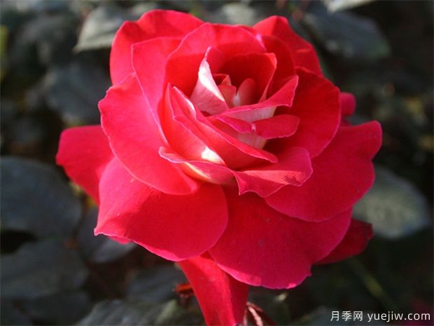 女朋友从外地回来送哪些花(图1) 女朋友从外地回来送哪些花(图1)