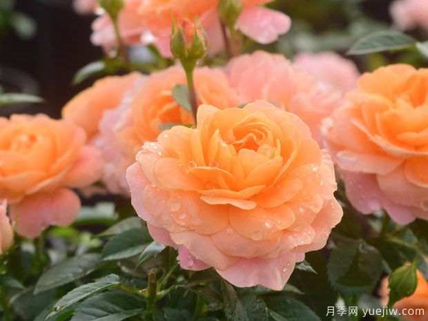 道歉送哪种花(图1) 道歉送哪种花(图1)