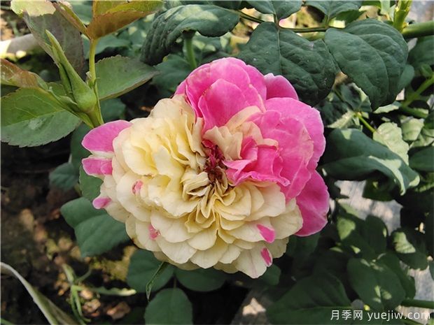 玫瑰花的种植方法和注意事项(图1) 玫瑰花的种植方法和注意事项(图1)