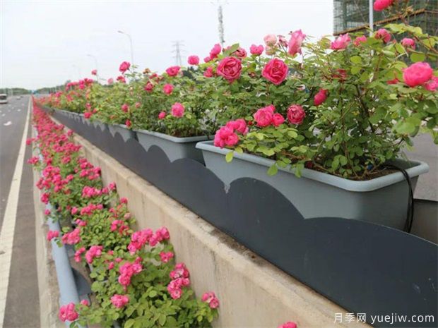 优秀苗木人需要具备的9个经营意识(图1) 优秀苗木人需要具备的9个经营意识(图1)