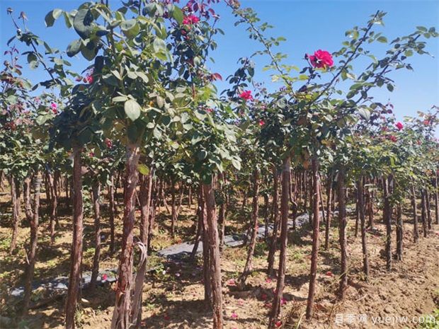 什么是精品苗标准?精品苗的三个硬指标(图1) 什么是精品苗标准?精品苗的三个硬指标(图1)