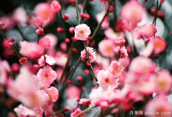 庭院适合种哪些花卉植物?冬天来了更漂亮(图1) 庭院适合种哪些花卉植物?冬天来了更漂亮(图1)