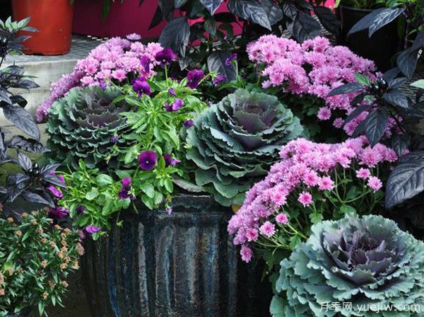 庭院适合种哪些花卉植物?冬天来了更漂亮(图2) 庭院适合种哪些花卉植物?冬天来了更漂亮(图2)