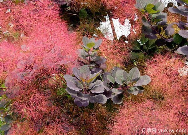 庭院适合种哪些花卉植物?冬天来了更漂亮(图3) 庭院适合种哪些花卉植物?冬天来了更漂亮(图3)
