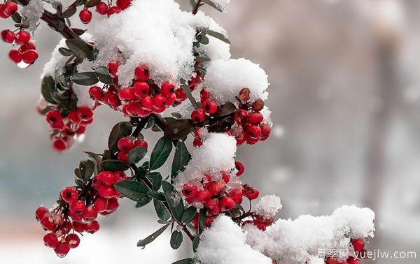 庭院适合种哪些花卉植物?冬天来了更漂亮(图4) 庭院适合种哪些花卉植物?冬天来了更漂亮(图4)