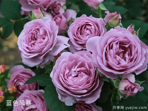 蓝色风暴和蓝色阴雨的优缺点是什么？对比(图1)