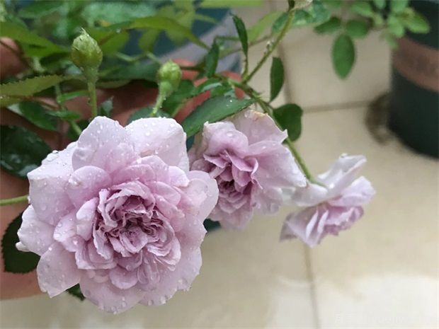 蓝色风暴和蓝色阴雨的优缺点是什么？对比(图2)