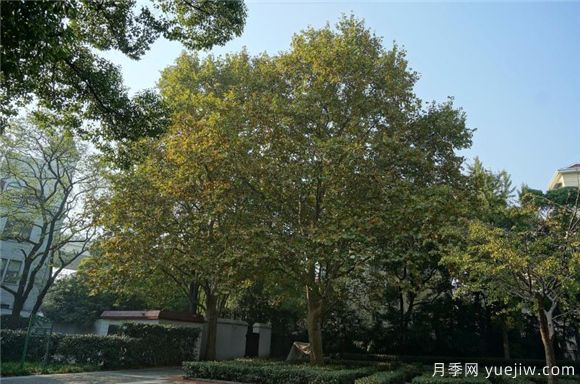 五角枫与元宝枫如何区别?三个方面轻松分辨(图2) 五角枫与元宝枫如何区别?三个方面轻松分辨(图2)