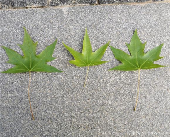 五角枫与元宝枫如何区别?三个方面轻松分辨(图3) 五角枫与元宝枫如何区别?三个方面轻松分辨(图3)