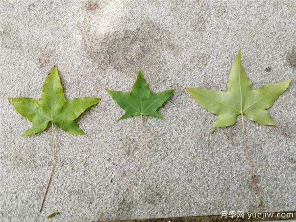 五角枫与元宝枫如何区别?三个方面轻松分辨(图4) 五角枫与元宝枫如何区别?三个方面轻松分辨(图4)