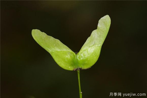 五角枫与元宝枫如何区别?三个方面轻松分辨(图5) 五角枫与元宝枫如何区别?三个方面轻松分辨(图5)