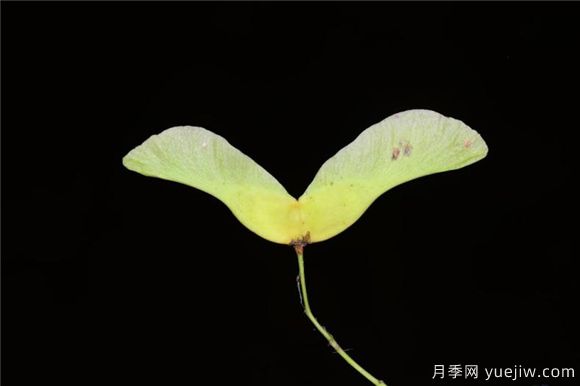五角枫与元宝枫如何区别?三个方面轻松分辨(图6) 五角枫与元宝枫如何区别?三个方面轻松分辨(图6)