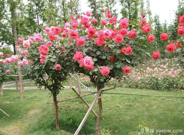 苗木如何销售好?做好6点不愁客户(图1) 苗木如何销售好?做好6点不愁客户(图1)