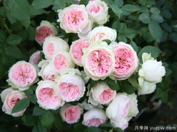 推荐14个耐雨淋的月季品种，这个秋季不怕雨(图1)