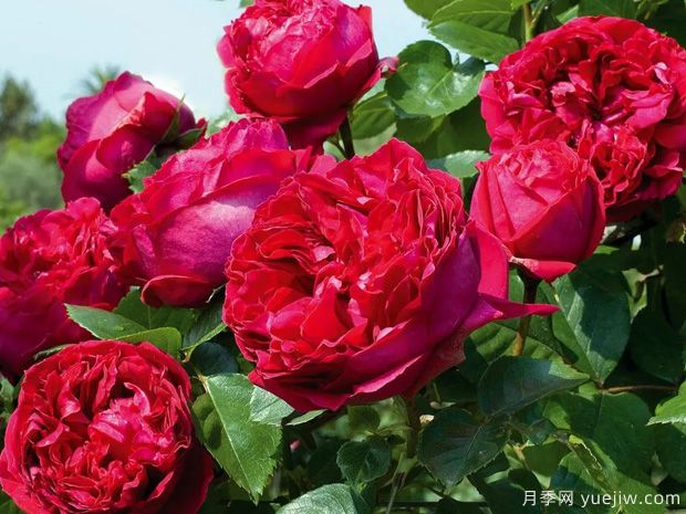 推荐14个耐雨淋的月季品种，这个秋季不怕雨(图3)