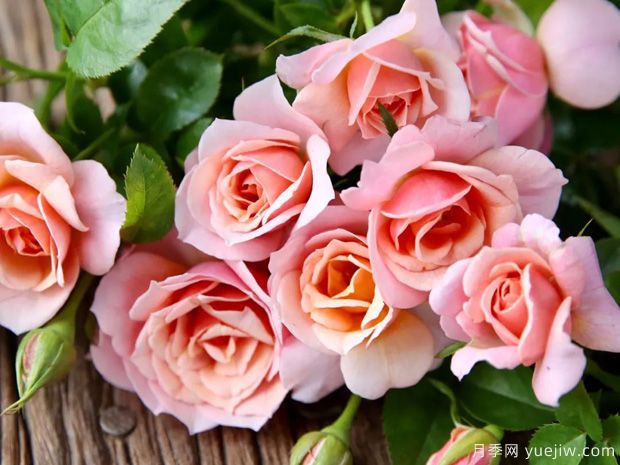 推荐14个耐雨淋的月季品种，这个秋季不怕雨(图4)