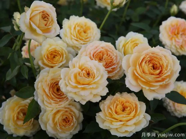 推荐14个耐雨淋的月季品种，这个秋季不怕雨(图5)