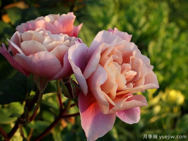 推荐14个耐雨淋的月季品种，这个秋季不怕雨(图6)