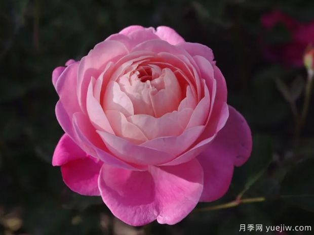 推荐14个耐雨淋的月季品种，这个秋季不怕雨(图9)