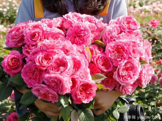 薰兰胭脂月季(图2) 薰兰胭脂月季(图2)