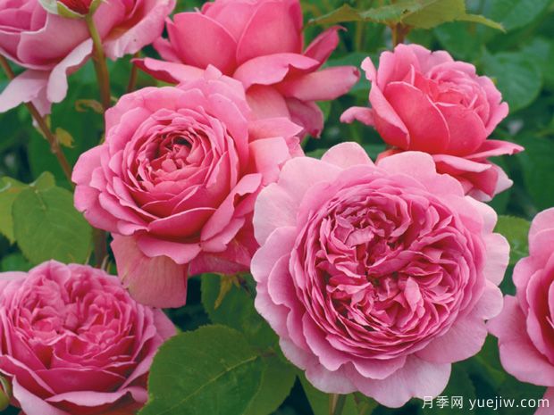 推荐6款月季,高贵典雅的花名让人过目不忘(图1) 推荐6款月季,高贵典雅的花名让人过目不忘(图1)