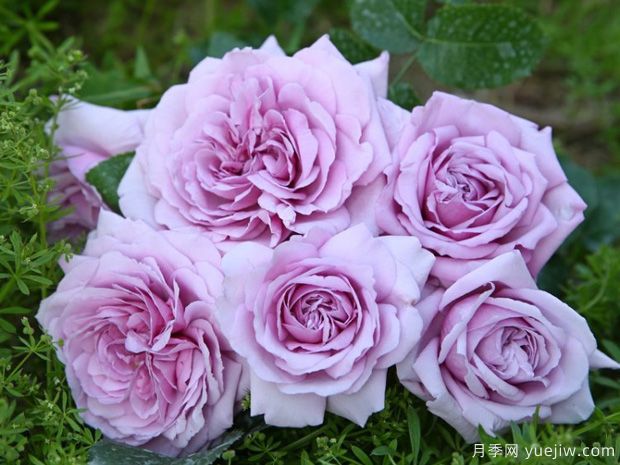 青空月季的优缺点是什么？(图1)