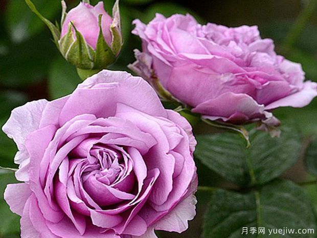 最受欢迎的24种月季花，长得快开花多(图3)