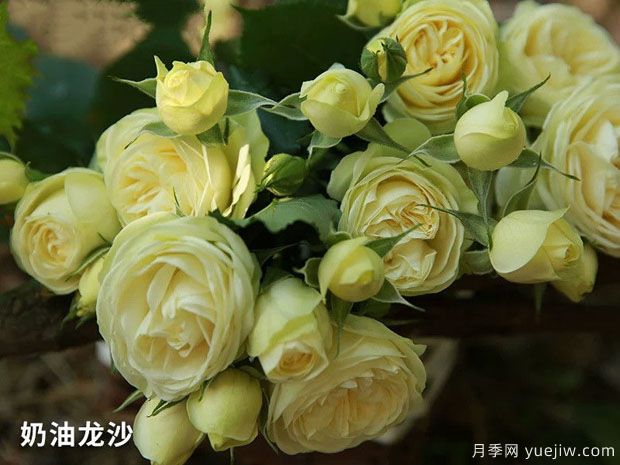 推荐10种好听又唯美的常见月季花(图6)