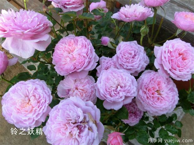 铃之妖精为阳台党而生的一款微型月季花(图1)