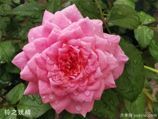 勤花抗病强的月季品种推荐(图1) 勤花抗病强的月季品种推荐(图1)