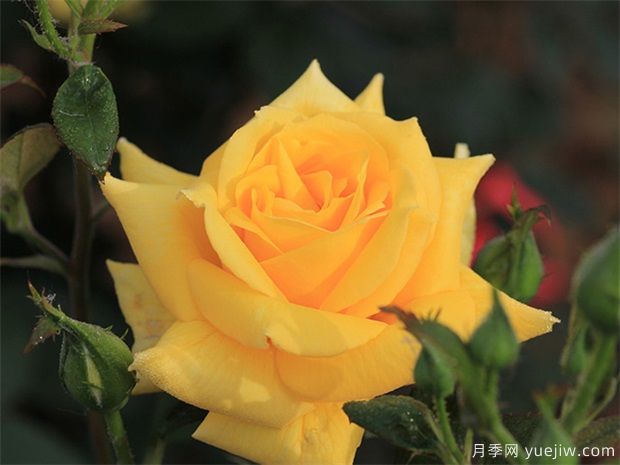 金凤凰月季golden scepter推荐(图1)