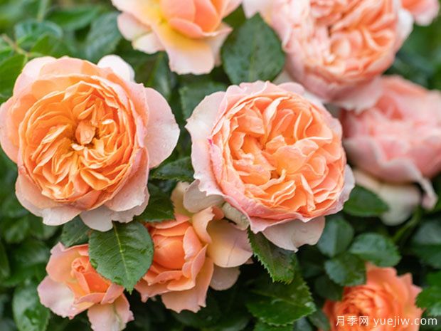 推荐十款花期最长的月季品种,赏花享四季(图5) 推荐十款花期最长的月季品种,赏花享四季(图5)
