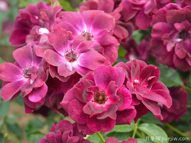 推荐十款花期最长的月季品种,赏花享四季(图6) 推荐十款花期最长的月季品种,赏花享四季(图6)