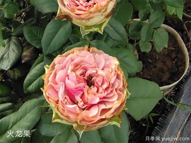 推荐十款花期最长的月季品种,赏花享四季(图7) 推荐十款花期最长的月季品种,赏花享四季(图7)