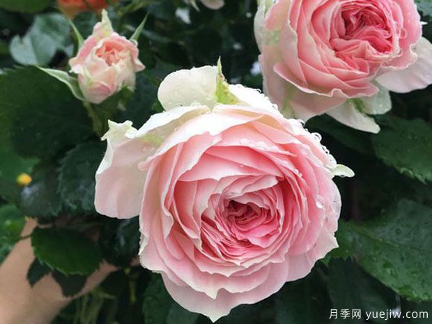 推荐7个欧月月季美丽漂亮,不怕雨淋不怕热(图1) 推荐7个欧月月季美丽漂亮,不怕雨淋不怕热(图1)