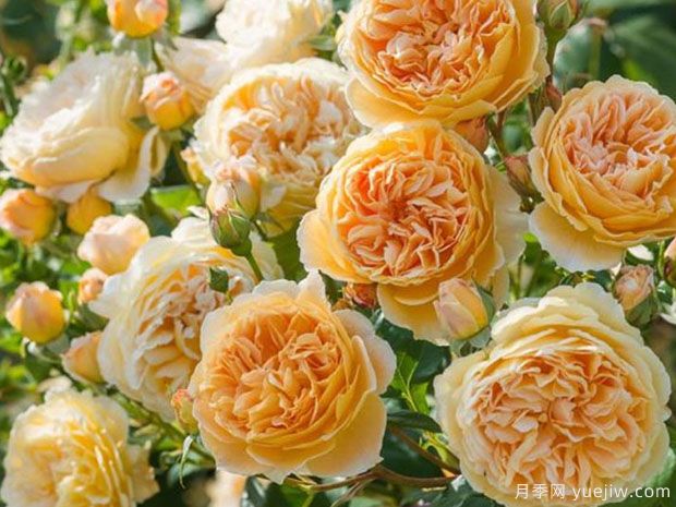 推荐10种最耐阴的浓香月季品种(图3)
