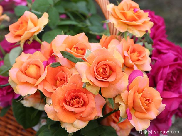 推荐7个欧月月季美丽漂亮,不怕雨淋不怕热(图2) 推荐7个欧月月季美丽漂亮,不怕雨淋不怕热(图2)