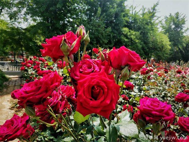 用途广大的月季花,不可估量的月季价值(图2) 用途广大的月季花,不可估量的月季价值(图2)