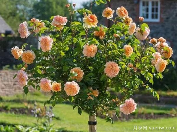 欧月树状月季-月季界的新宠(图1) 欧月树状月季-月季界的新宠(图1)