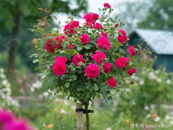 欧月树状月季-月季界的新宠(图2) 欧月树状月季-月季界的新宠(图2)
